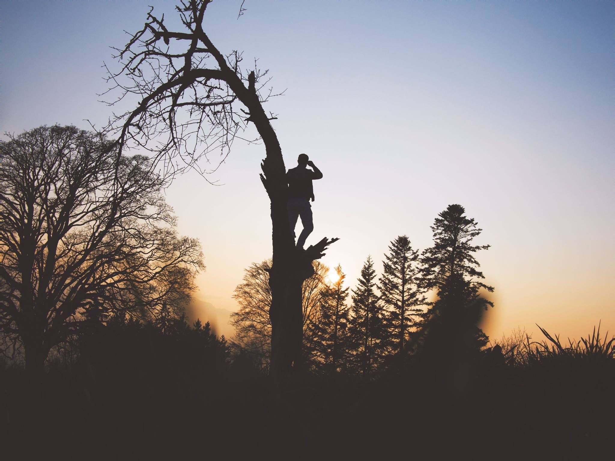 man standing in tree