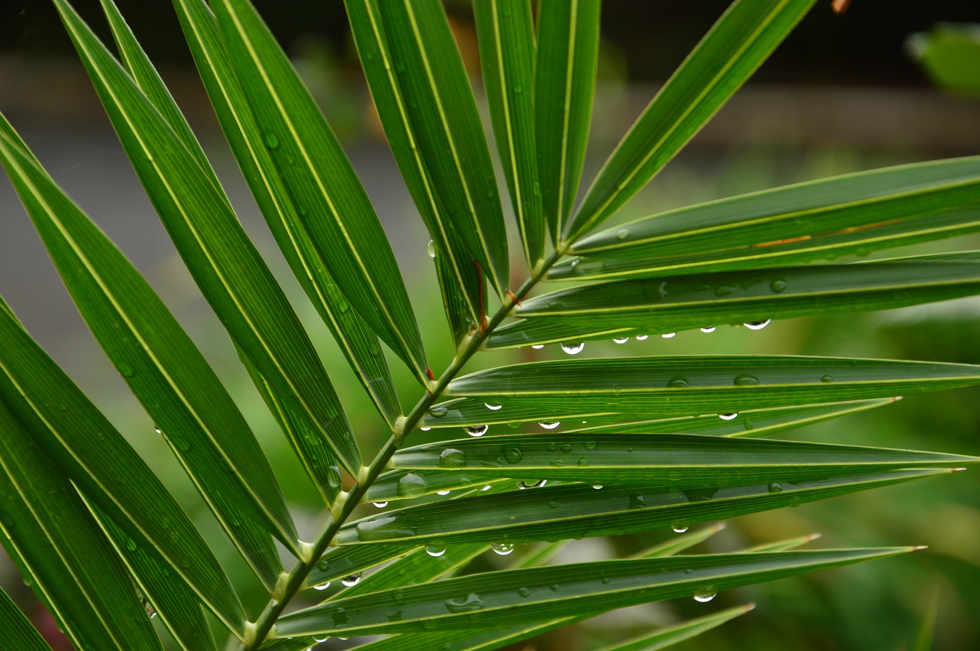 Palm Leaf Water Drops Sunday