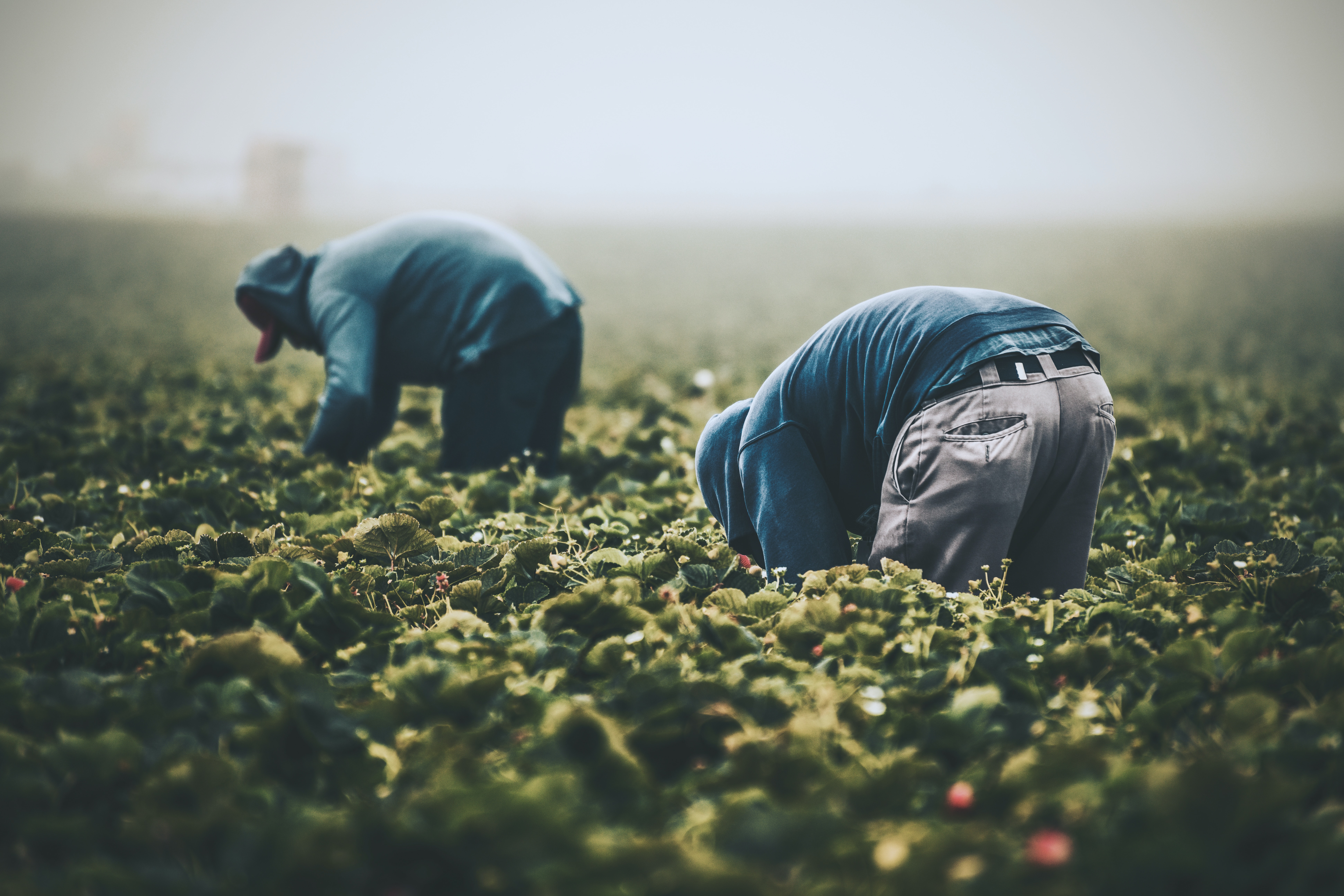 Workers in the field